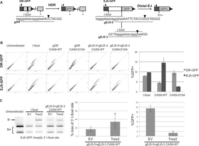 https://cdn.ncbi.nlm.nih.gov/pmc/blobs/fa35/4081061/6003788d04c5/gku421fig1.jpg