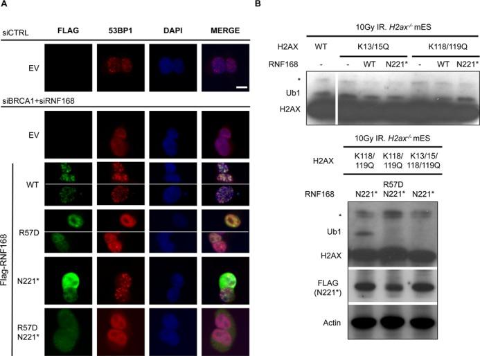 https://cdn.ncbi.nlm.nih.gov/pmc/blobs/fa35/4081061/7293f16ca19f/gku421fig3.jpg