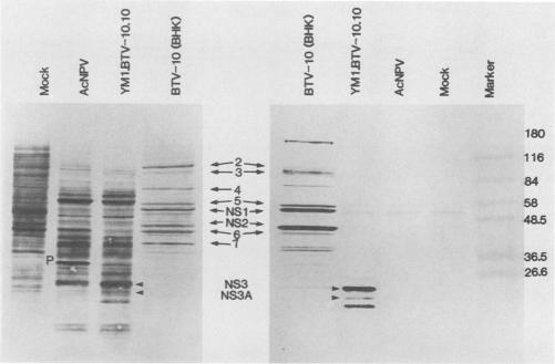 https://cdn.ncbi.nlm.nih.gov/pmc/blobs/fa37/250898/4e7591465211/jvirol00075-0075-a.jpg