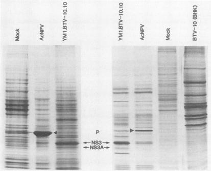 https://cdn.ncbi.nlm.nih.gov/pmc/blobs/fa37/250898/4ec0cebd481b/jvirol00075-0074-b.jpg