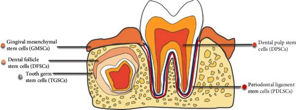 https://cdn.ncbi.nlm.nih.gov/pmc/blobs/fa37/7475745/8d661d827bb1/SCI2020-8868593.004.jpg