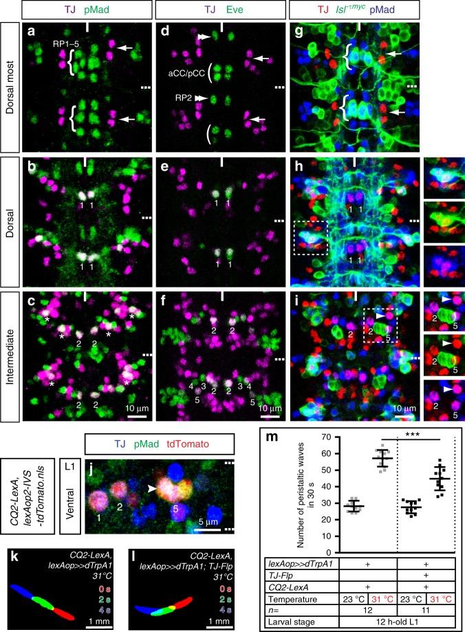 https://cdn.ncbi.nlm.nih.gov/pmc/blobs/fa3a/6805931/a0646dee370b/41467_2019_12693_Fig3_HTML.jpg