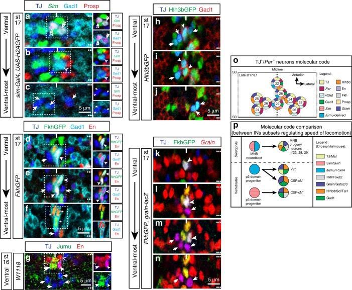 https://cdn.ncbi.nlm.nih.gov/pmc/blobs/fa3a/6805931/b58eb7531611/41467_2019_12693_Fig9_HTML.jpg