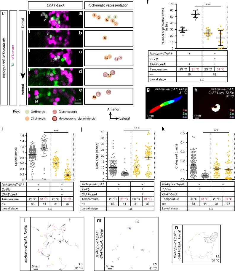 https://cdn.ncbi.nlm.nih.gov/pmc/blobs/fa3a/6805931/bb82a278aca8/41467_2019_12693_Fig4_HTML.jpg