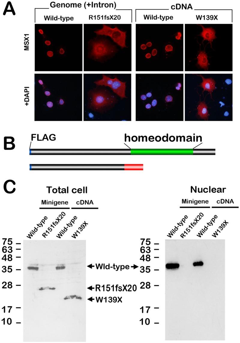 https://cdn.ncbi.nlm.nih.gov/pmc/blobs/fa3b/4451150/2aa2788e4b99/pone.0128227.g004.jpg