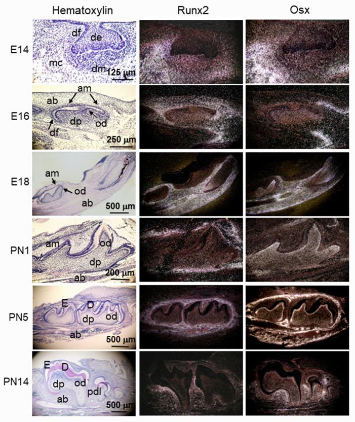 https://cdn.ncbi.nlm.nih.gov/pmc/blobs/fa3b/9317121/3f4ce1a17a96/cells-11-02216-g006.jpg
