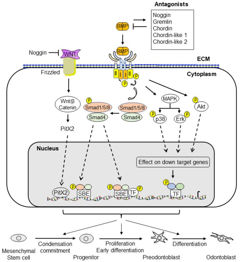 https://cdn.ncbi.nlm.nih.gov/pmc/blobs/fa3b/9317121/4a87efeb3cf4/cells-11-02216-g012.jpg