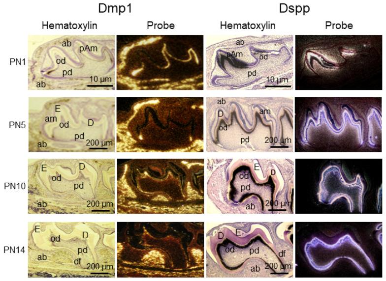 https://cdn.ncbi.nlm.nih.gov/pmc/blobs/fa3b/9317121/76fb079010bf/cells-11-02216-g008.jpg