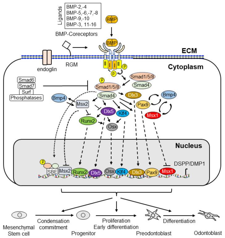 https://cdn.ncbi.nlm.nih.gov/pmc/blobs/fa3b/9317121/7c21ab148edb/cells-11-02216-g010.jpg