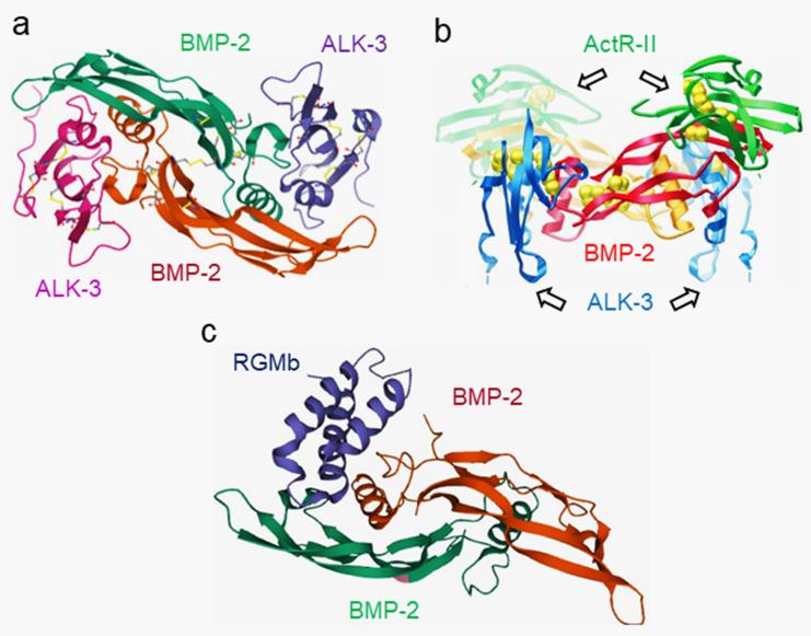 https://cdn.ncbi.nlm.nih.gov/pmc/blobs/fa3b/9317121/83b05d43c888/cells-11-02216-g005.jpg