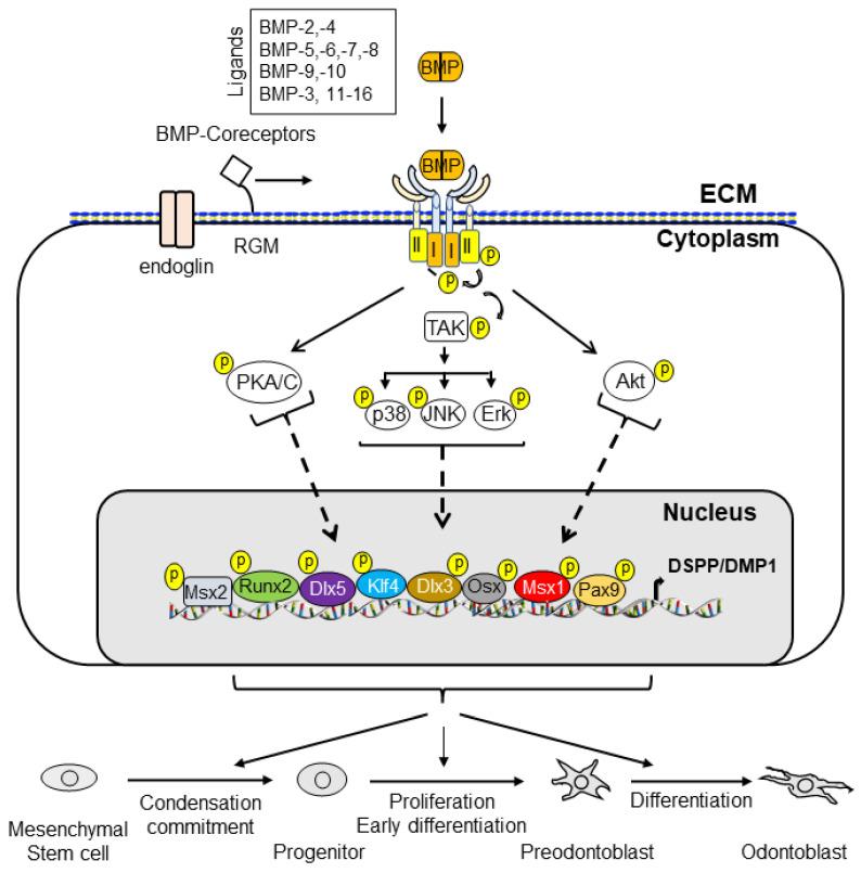 https://cdn.ncbi.nlm.nih.gov/pmc/blobs/fa3b/9317121/8b324fdc9e60/cells-11-02216-g011.jpg