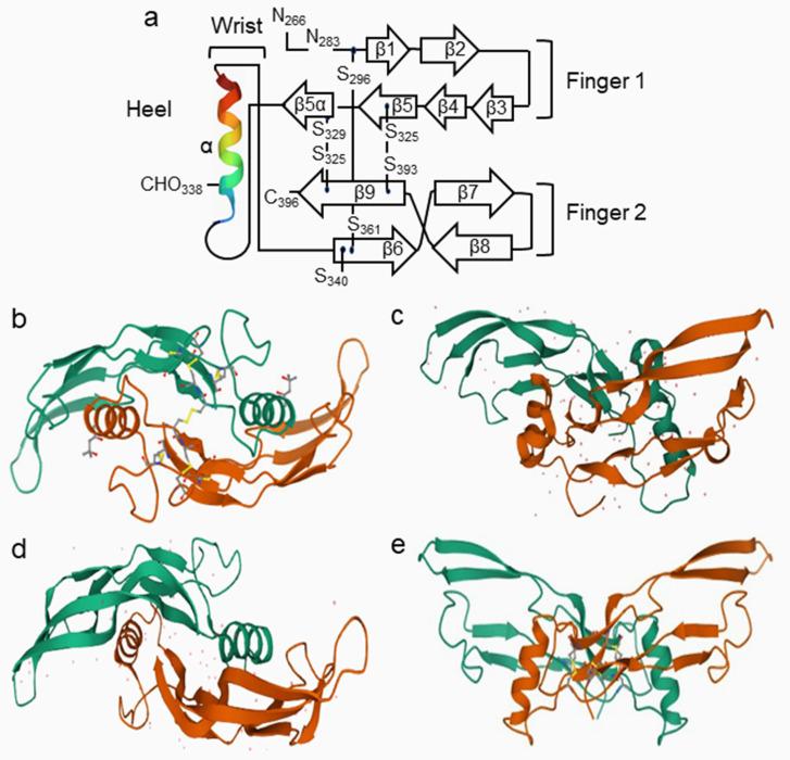 https://cdn.ncbi.nlm.nih.gov/pmc/blobs/fa3b/9317121/ac42d9e393ba/cells-11-02216-g004.jpg