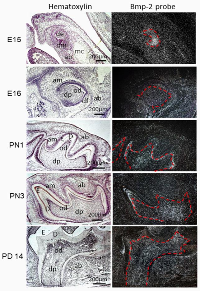 https://cdn.ncbi.nlm.nih.gov/pmc/blobs/fa3b/9317121/c7204582c7df/cells-11-02216-g003.jpg