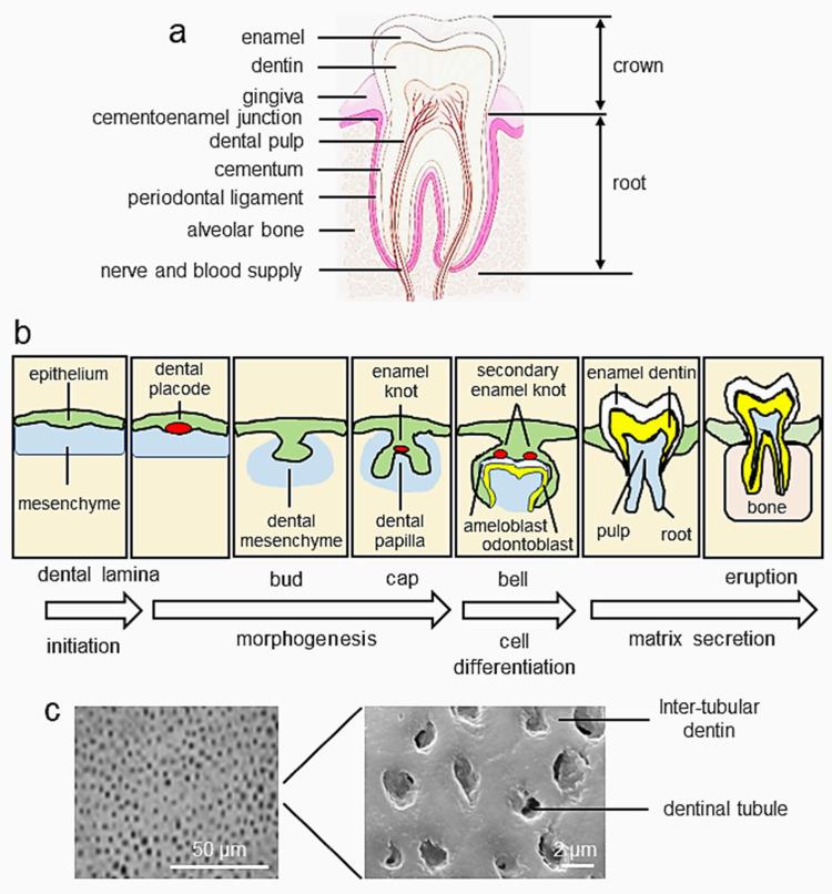 https://cdn.ncbi.nlm.nih.gov/pmc/blobs/fa3b/9317121/e3046e6d0445/cells-11-02216-g001.jpg