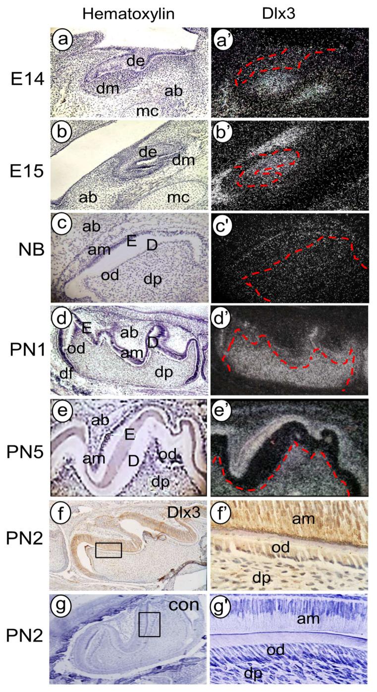 https://cdn.ncbi.nlm.nih.gov/pmc/blobs/fa3b/9317121/fdf4b2de8b16/cells-11-02216-g007.jpg