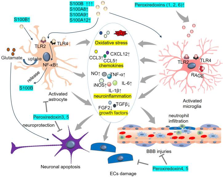 https://cdn.ncbi.nlm.nih.gov/pmc/blobs/fa3c/12256524/bb28d2787819/fimmu-16-1547858-g003.jpg