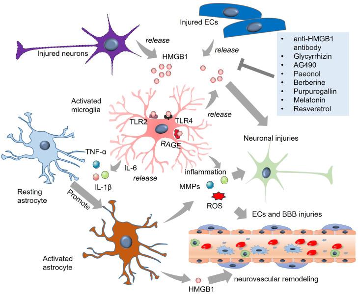 https://cdn.ncbi.nlm.nih.gov/pmc/blobs/fa3c/12256524/dd4fa7865b30/fimmu-16-1547858-g002.jpg