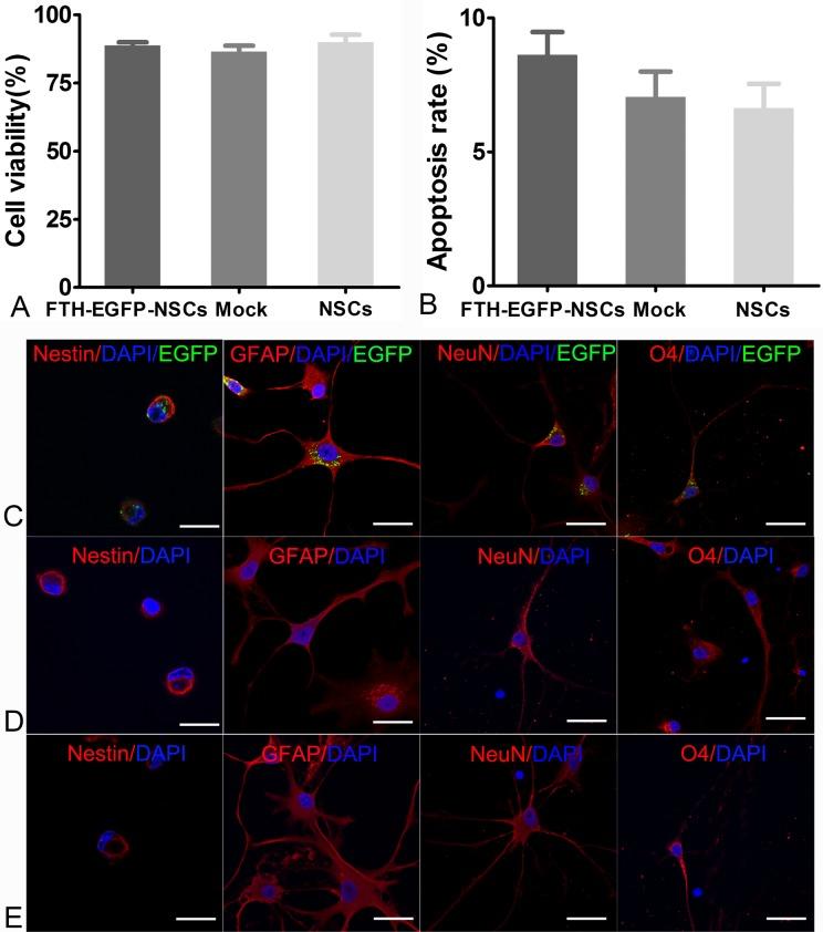 https://cdn.ncbi.nlm.nih.gov/pmc/blobs/fa41/5753979/d4c6e1be99e8/10.1177_0963689717722560-fig4.jpg