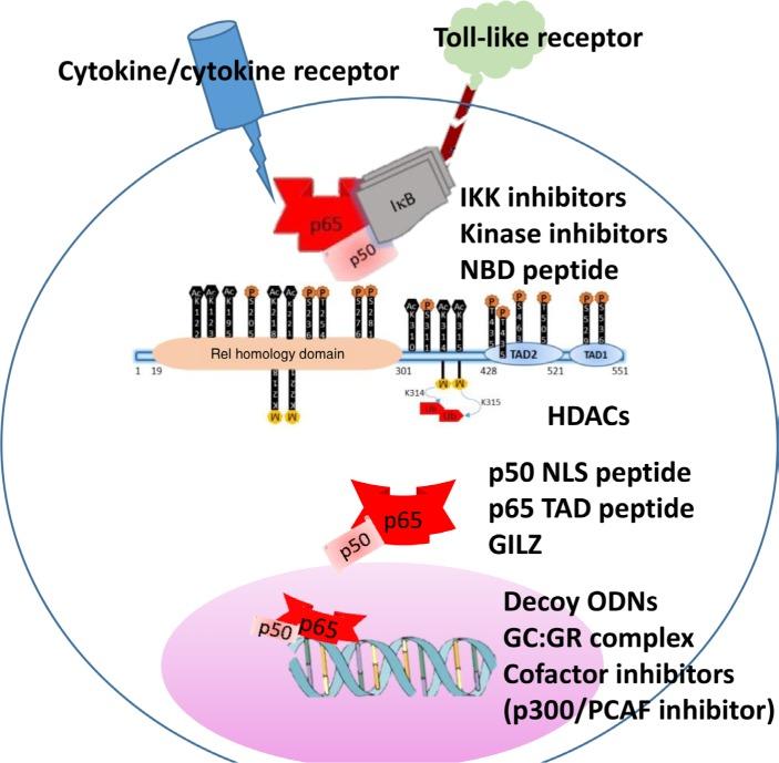 https://cdn.ncbi.nlm.nih.gov/pmc/blobs/fa45/6217131/c908819ace12/jir-11-407Fig2.jpg