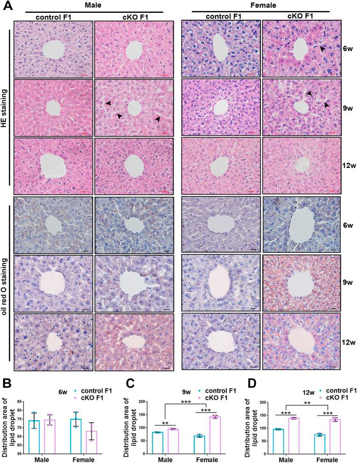 https://cdn.ncbi.nlm.nih.gov/pmc/blobs/fa46/9692016/35a474b65020/fphys-13-1042449-g007.jpg