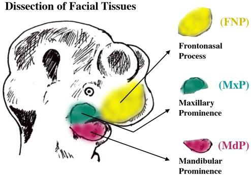 https://cdn.ncbi.nlm.nih.gov/pmc/blobs/fa4b/2789411/a1a467a2355c/pone.0008066.g001.jpg