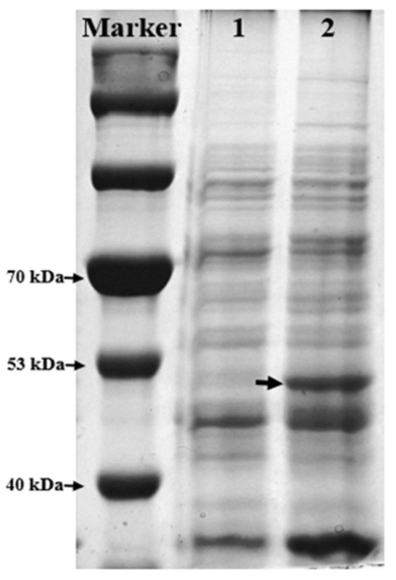 https://cdn.ncbi.nlm.nih.gov/pmc/blobs/fa4b/9501478/5a1e24fc4c50/molecules-27-06088-g002.jpg