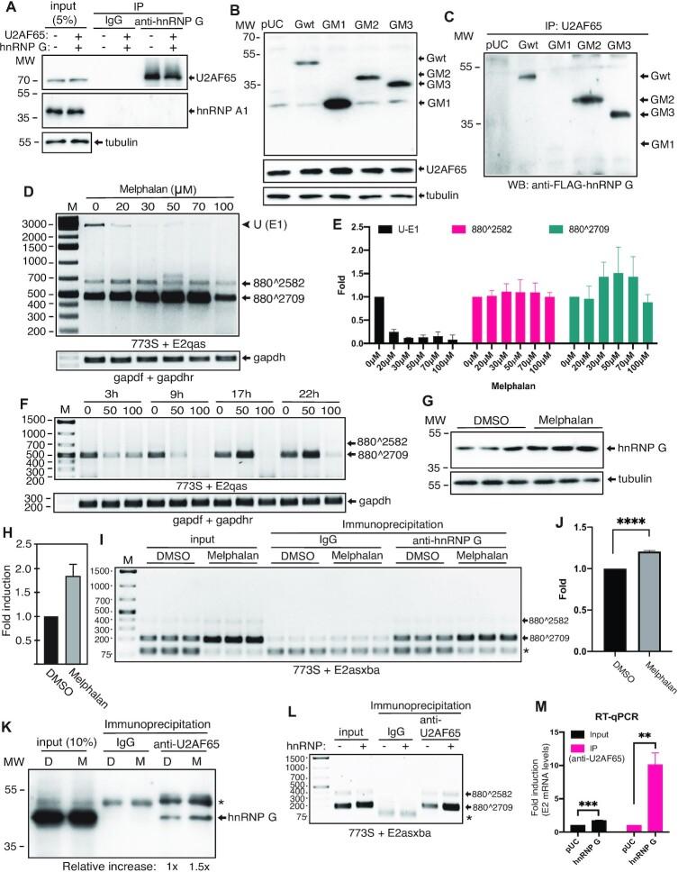 https://cdn.ncbi.nlm.nih.gov/pmc/blobs/fa4d/9023273/4211698c49d7/gkac213fig8.jpg