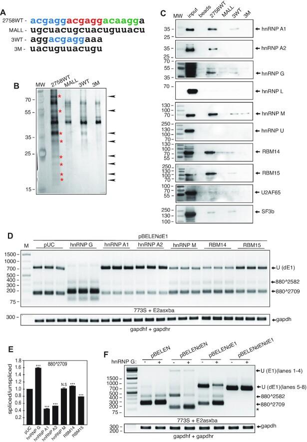 https://cdn.ncbi.nlm.nih.gov/pmc/blobs/fa4d/9023273/483431e7c894/gkac213fig3.jpg