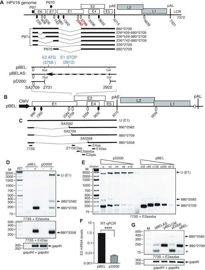 https://cdn.ncbi.nlm.nih.gov/pmc/blobs/fa4d/9023273/59bc5dfcc8b2/gkac213fig1.jpg