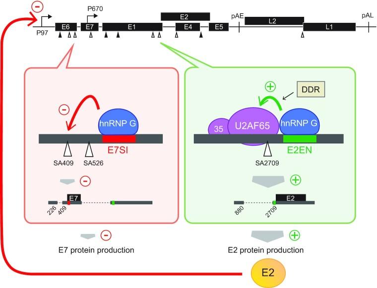 https://cdn.ncbi.nlm.nih.gov/pmc/blobs/fa4d/9023273/9f5880d46c29/gkac213fig11.jpg
