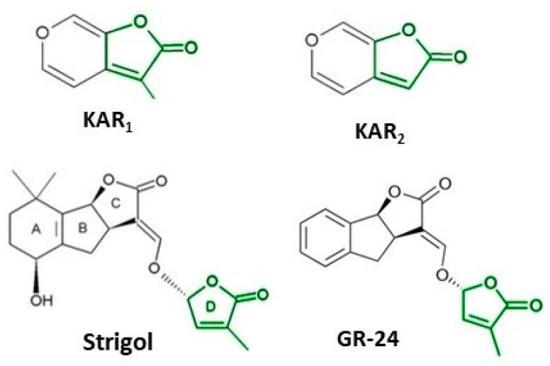 https://cdn.ncbi.nlm.nih.gov/pmc/blobs/fa4e/10304287/ed5e2ffc8b56/plants-12-02378-g002.jpg