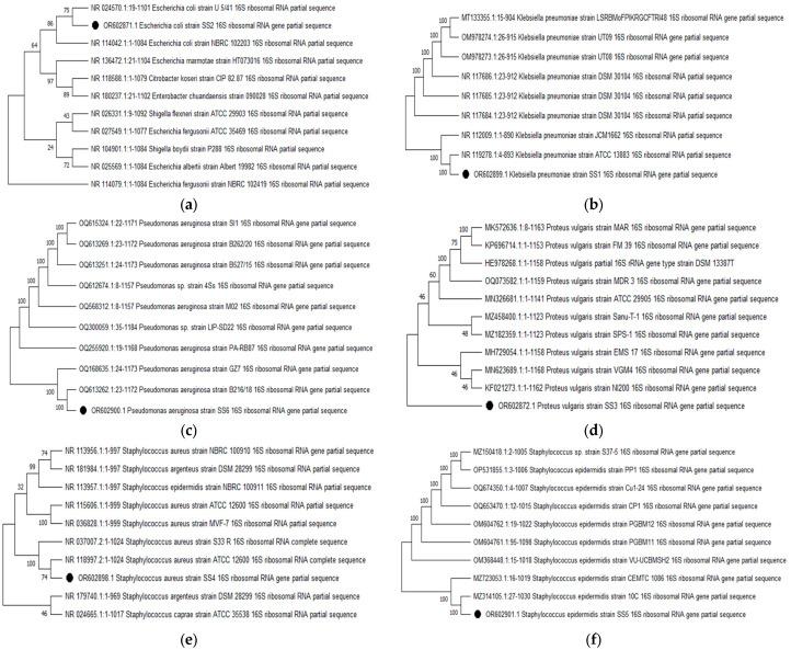 https://cdn.ncbi.nlm.nih.gov/pmc/blobs/fa50/10746009/9915843fc64a/molecules-28-08148-g001.jpg