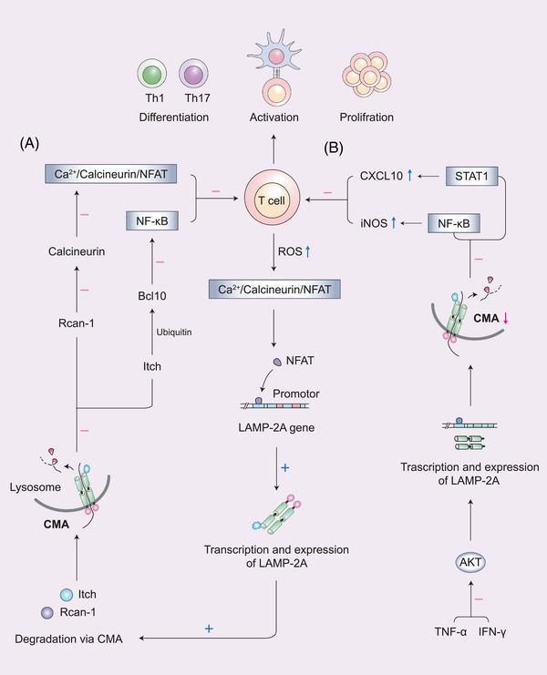 https://cdn.ncbi.nlm.nih.gov/pmc/blobs/fa51/10466100/3ea02d1eb12c/MCO2-4-e347-g003.jpg