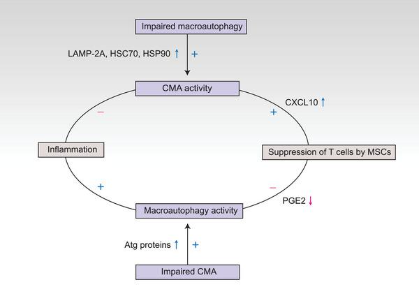 https://cdn.ncbi.nlm.nih.gov/pmc/blobs/fa51/10466100/5d59f5d7a9f6/MCO2-4-e347-g007.jpg