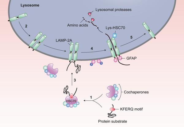 https://cdn.ncbi.nlm.nih.gov/pmc/blobs/fa51/10466100/9ef96e62aae7/MCO2-4-e347-g002.jpg