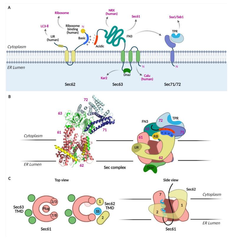 https://cdn.ncbi.nlm.nih.gov/pmc/blobs/fa51/8657602/5388ad3b9942/ijms-22-12757-g002.jpg