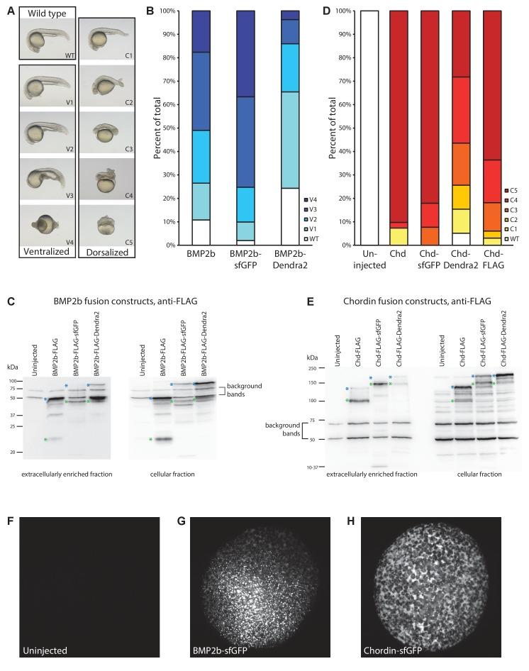 https://cdn.ncbi.nlm.nih.gov/pmc/blobs/fa52/5658070/5cb0726d0ea4/elife-25861-fig3-figsupp1.jpg