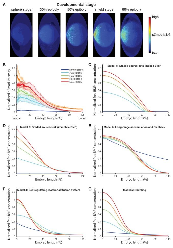 https://cdn.ncbi.nlm.nih.gov/pmc/blobs/fa52/5658070/65bdcc24d5fe/elife-25861-fig1.jpg