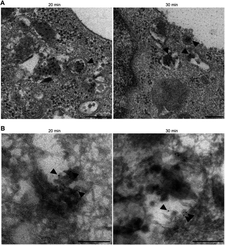 https://cdn.ncbi.nlm.nih.gov/pmc/blobs/fa53/9493940/49f5f504fb29/biolopen-11-059469-g5.jpg