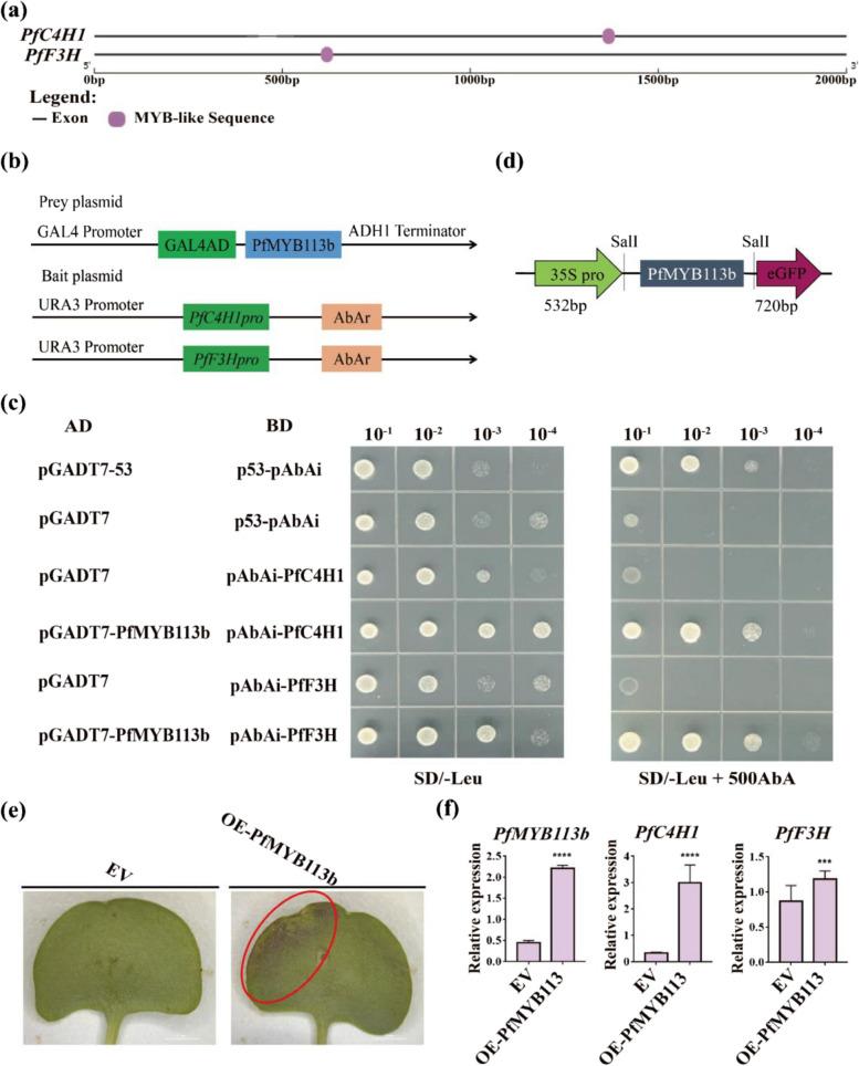 https://cdn.ncbi.nlm.nih.gov/pmc/blobs/fa56/11828775/160569f4c5ac/44307_2025_58_Fig4_HTML.jpg