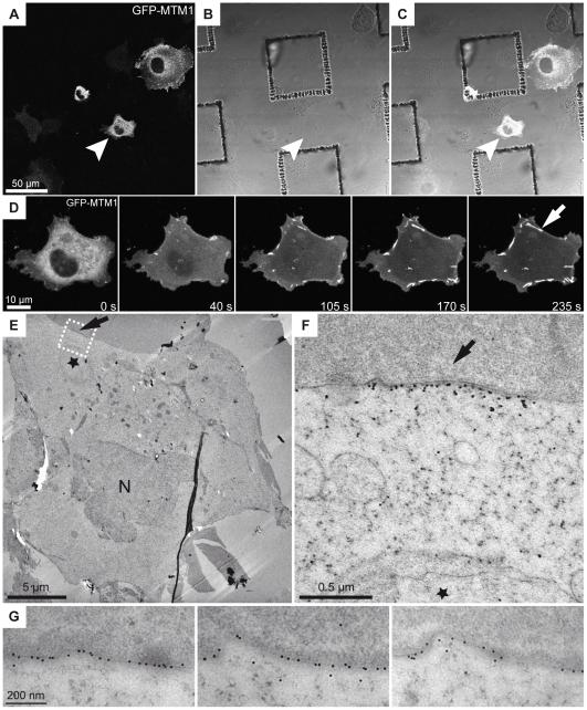 https://cdn.ncbi.nlm.nih.gov/pmc/blobs/fa56/2815783/c1b493d6d7d6/pone.0009014.g003.jpg
