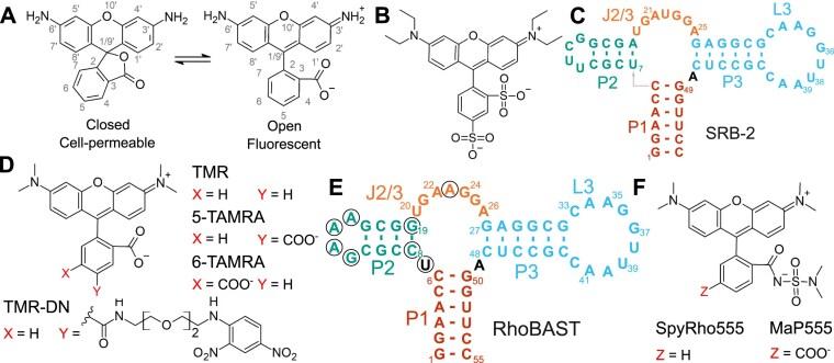 https://cdn.ncbi.nlm.nih.gov/pmc/blobs/fa5b/12214027/44f2d7f02a45/gkaf555fig1.jpg