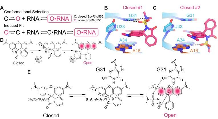 https://cdn.ncbi.nlm.nih.gov/pmc/blobs/fa5b/12214027/d22b122dfb7b/gkaf555fig7.jpg