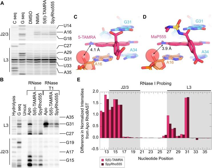 https://cdn.ncbi.nlm.nih.gov/pmc/blobs/fa5b/12214027/db1cee42a854/gkaf555fig5.jpg