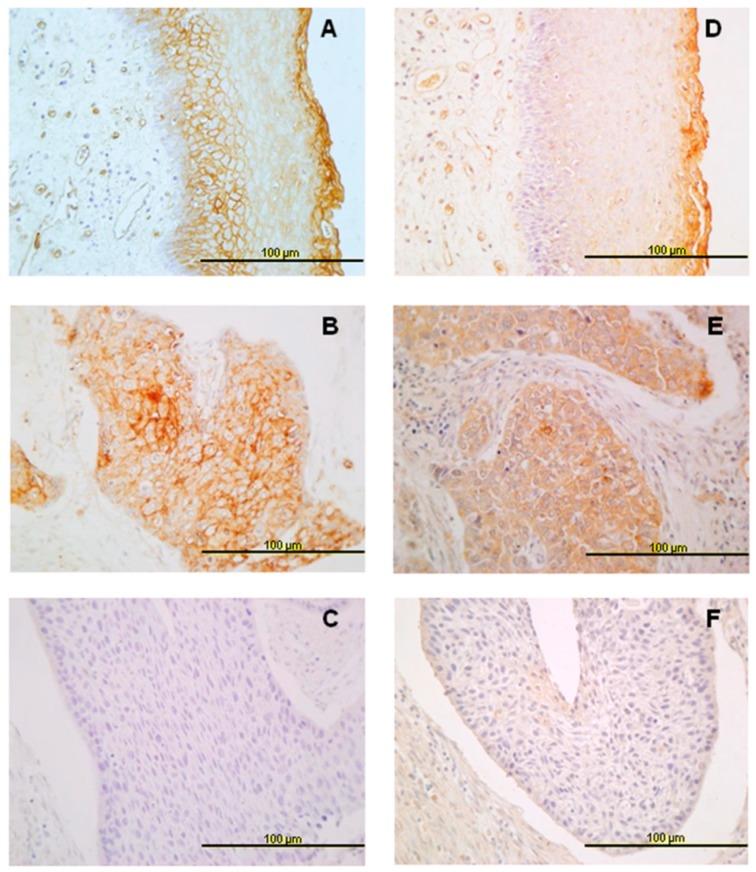 https://cdn.ncbi.nlm.nih.gov/pmc/blobs/fa5b/6406441/df678ab71193/jcm-08-00229-g001.jpg