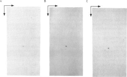 https://cdn.ncbi.nlm.nih.gov/pmc/blobs/fa61/312312/304aa9e20321/nar00082-0123-a.jpg