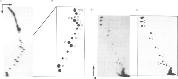 https://cdn.ncbi.nlm.nih.gov/pmc/blobs/fa61/312312/8aa0454d3227/nar00082-0121-a.jpg