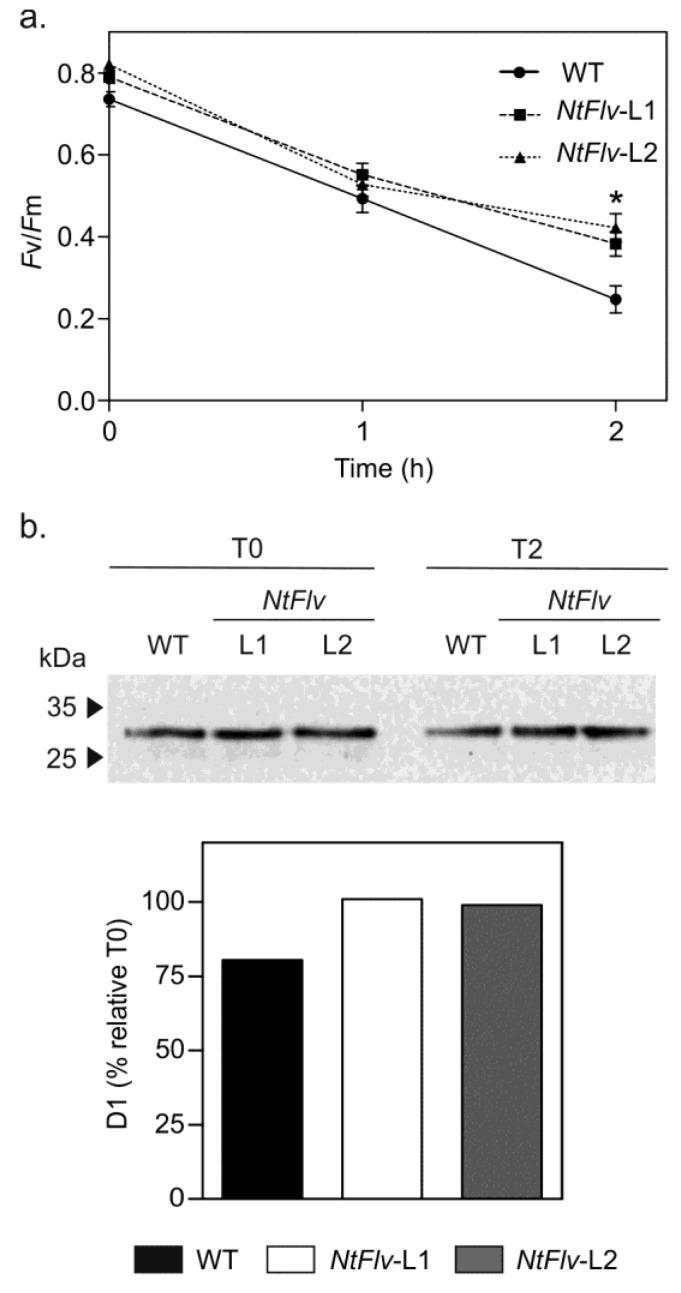 https://cdn.ncbi.nlm.nih.gov/pmc/blobs/fa62/7865949/e07e0dd0209c/ijms-22-01178-g002.jpg