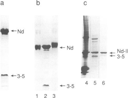 https://cdn.ncbi.nlm.nih.gov/pmc/blobs/fa68/413408/0c20cbdef3ca/emboj00077-0157-a.jpg