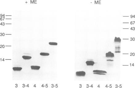 https://cdn.ncbi.nlm.nih.gov/pmc/blobs/fa68/413408/3f83c76e0377/emboj00077-0155-a.jpg